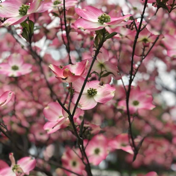 Welcome to my family’s closet! - Picture 2 of 2